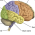 Brain