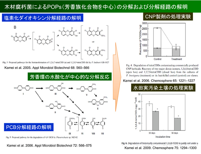 担子菌を用いたバイオレメディエーション