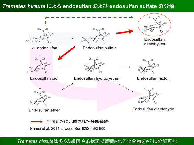 担子菌を用いたバイオレメディエーション