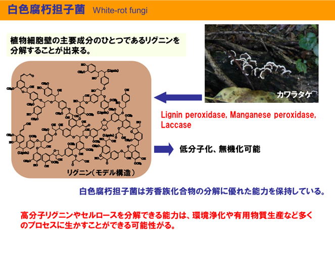 木材からのバイオリファイナリー技術の開発