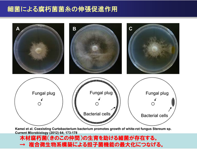 森林微生物間の相互作用の解明