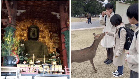 奈良の大仏(左)と鹿とのふれあい(右)