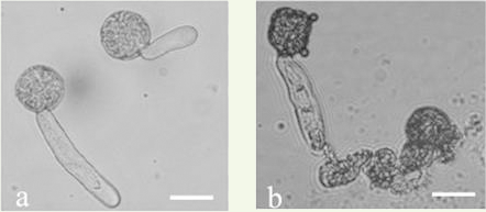 液体花粉培養により正常に発芽した花粉と破裂した花