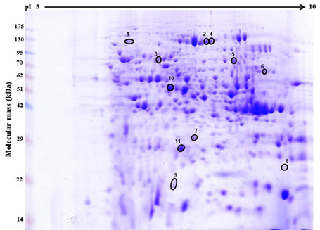 図　和合／不和合現象を示した花粉管を利用したタンパク質の同定