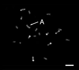 '清見'×ブンタン半数体の実生のCMA染色した染色体