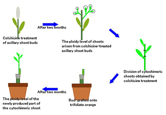 図　ブンタン半数体へのコルヒチン処理