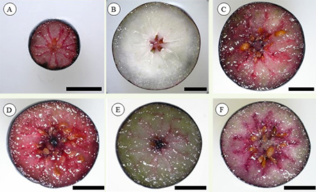 ブルーベリー果実を対象とした育種 植物遺伝育種学研究室 宮崎大学農学部応用生物科学科