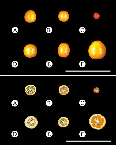 図　キンカン属植物の果実形態 A：ナガバキンカン、B：マルキンカン、C：マメキンカン、D：ニンポウキンカン、E：ナガミキンカン、F：フクシュウキンカン
