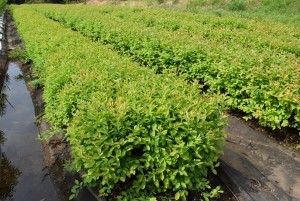 くにさと35号萌芽