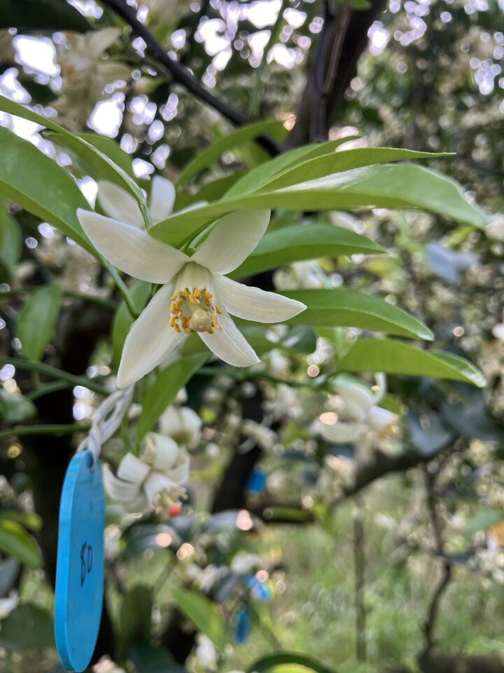 ヒュウガナツの花