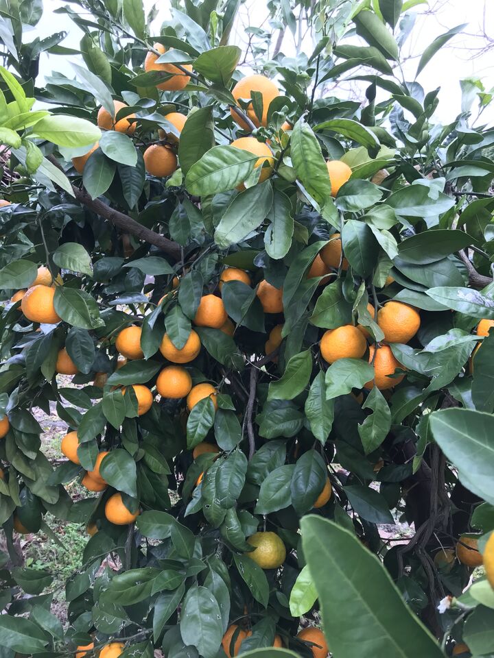 カンキツ