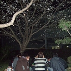 hanami.jpg